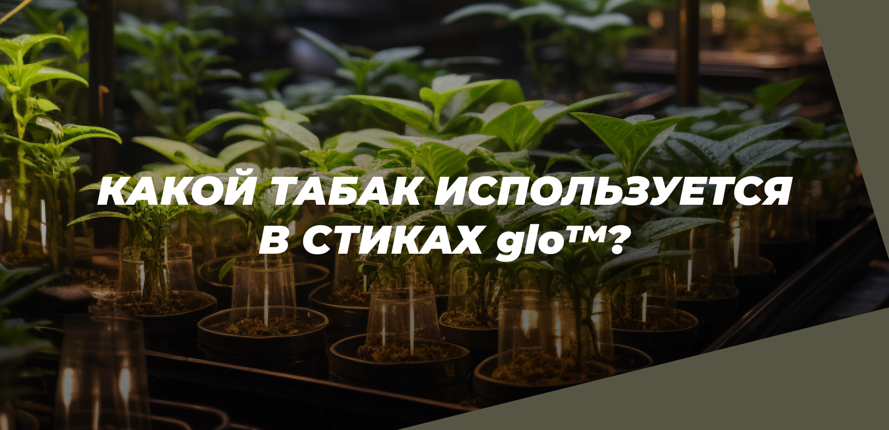 Какой табак используется в стиках glo
