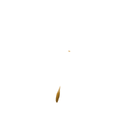 blowball
